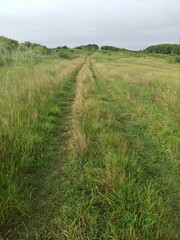 forgotten road in the thickets of grass