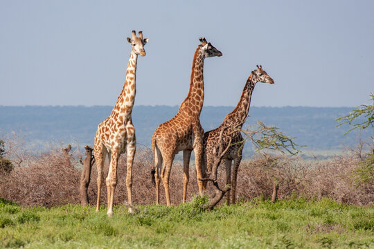 africa safari kenya and tanzania
