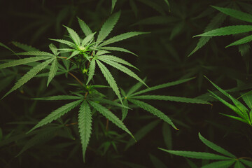 Fototapeta na wymiar Cannabis plant on greenhouse farm, marijuana leaves background, indica cannabis cultivation, herbal medicine