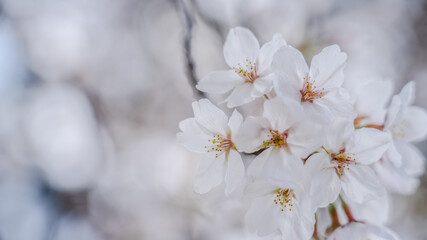 兵庫県 西宮市 さくら夙川