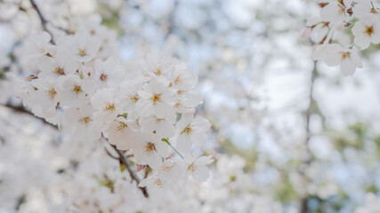 兵庫県 西宮市 さくら夙川