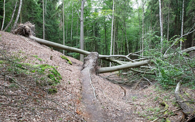 Path in the forest with fallen tree