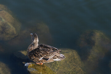 Duck in lake
