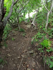 trail