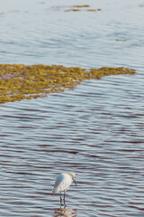 Beautiful white bird in lake