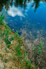 Fototapeta na wymiar Grass by the water. Grass on the background of the lake.
