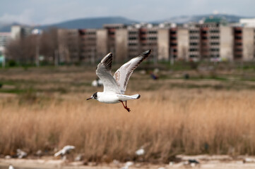 Fototapeta na wymiar Bird flies over the sea. Gull hunting down fish