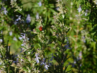 A red ladybird, or coccinella septempunctata, on a rosemary plant with flowers