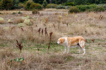 Mastiff breed dog in the meadow for the care and defense of livestock. Province of Zamora, Spain.
