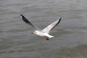 Bird flies over the sea.  Gull hunting down fish
