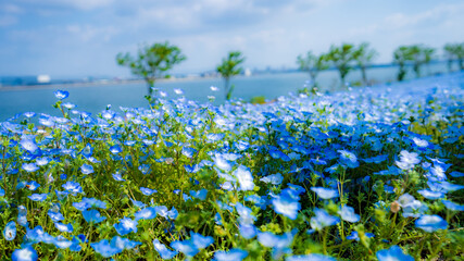 大阪まいしまシーサイドパーク ネモフィラ