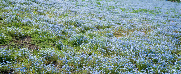 大阪まいしまシーサイドパーク ネモフィラ