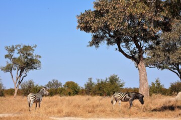 Obraz premium Two Zebra grazing the African savannah