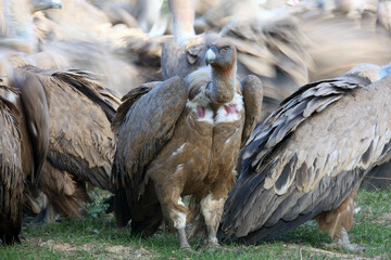 The griffon vulture (Gyps fulvus), a vulture with a background consisting of afighting flock of vultures. A large group of vultures feed on prey. An unusual photo of feeding vultures.