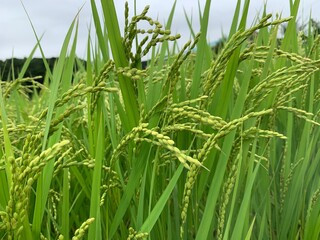 green wheat field