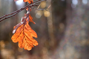 Autumn background. Last leaf fall orange yellow leaf on a branch glows in the sun close-up in nature outdoors, soft focus