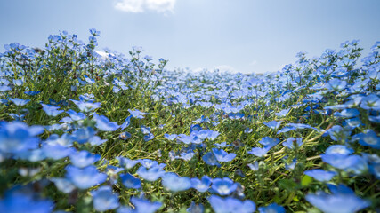 大阪まいしまシーサイドパーク ネモフィラ