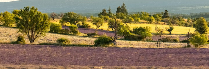 Lavender field in Provence