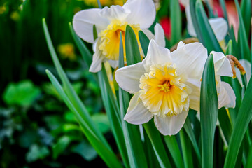 Obraz premium White daffodils are fragrant first spring flowers. Narcissus-decoration of spring parks and squares. Used in landscape design. Close up.