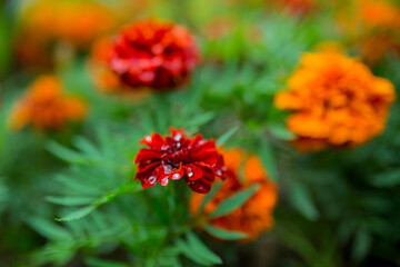 Orange autumn marigold flowers in the garden.