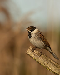Obraz premium Male Reed Bunting, Emberiza schoeniclus, perched on branch with blurred reed beds background