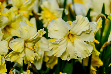 narcissus are fragrant first spring flowers. Daffodils-decoration of spring parks and squares. Used in landscape design. Close up.