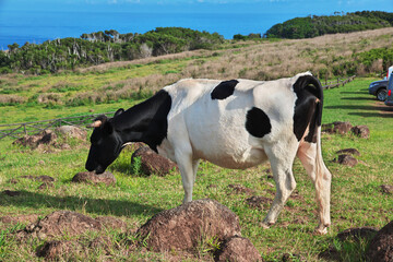 Rapa Nui. The cow in Rano Kau volcano, Rapa Nui, Easter Island, Chile