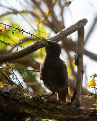 Young Starling (Sturnus vulgaris) perched on branch under yellow flowers Gorse branches
