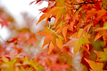 Beautiful autumn background of red and yellow maple leaves on the tree, selective focus