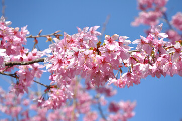 Beautiful pink cherry blossom flowers on the brunch of tree over blue sky, spring background