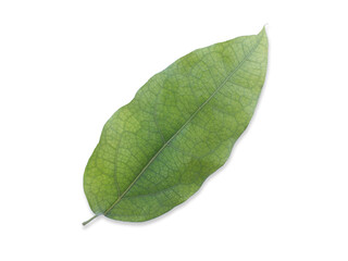 Leaf of Tiliacora triandra or Bai Ya Nang Isolated on White Background. Medicinal plants,Thai herb.