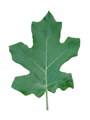 Leaves of Thai Eggplant,Solanum xanthocarpum Schrad. & Wendl.(front side leaf) isolated on white background.