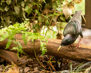 Starling, Sturnus vulgaris, perched on log by ferns searching for worms by pond