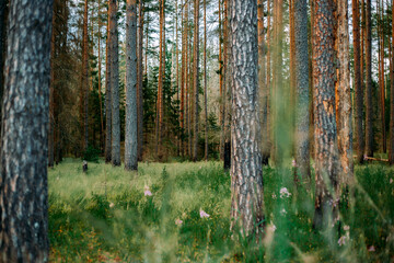 Pine forest in summer. Green pine forest.