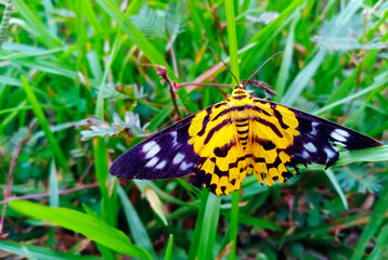 Beautiful moth, Yellow and black spotted, on the green grass.