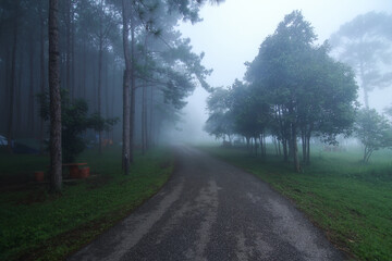 Fototapeta premium Natural background of empty route and journey amidst the pine forest and misty in rainy season at Phu Hin Rong Kla national park, Pitsanulok province in Thailand.