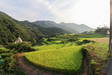 中山千枚田_小豆島の恋