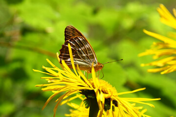 Silver-washed fritillary