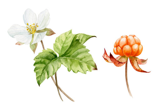 Watercolor illustration. Painted cloudberry berries and a twig with flowers and a leaf on a white background.
