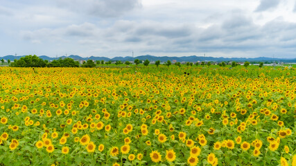 Fototapeta premium 兵庫県 小野市 ひまわりの丘公園