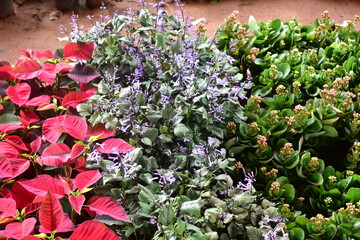 Plants and flowers nursery