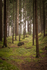 Obraz premium Foggy spruce tree forest in early autumn 