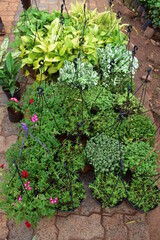 Fototapeta na wymiar Plants and flowers nursery
