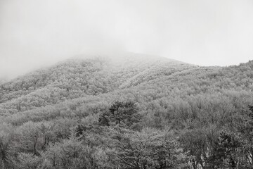 겨울 눈덮인 산자락