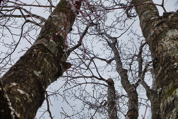 겨울 앙상한 나무