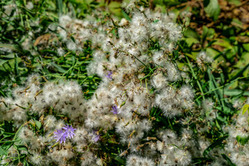 Abstract floral background with dry faded Lactuca tatarica seeds. A wild weed with white-brown dandelion inflorescences and green leaves and stems