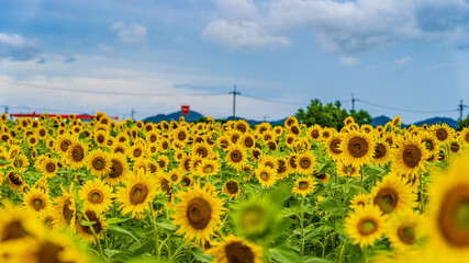 Obraz premium 兵庫県 小野市 ひまわりの丘公園