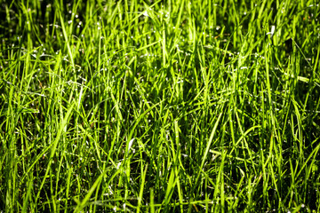 Green lawn grass close up how the background