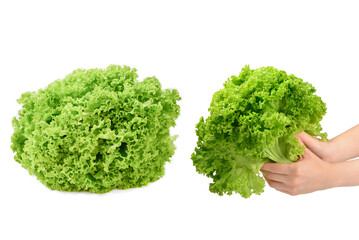 Iceberg lettuce in woman hands isolated on white background.