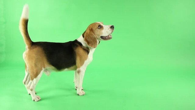 beagle dog on Green background in studio for ads.
